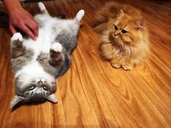 -MOCHA明星猫咖(田子坊店)