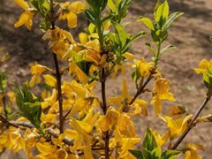 -永定河休闲森林公园