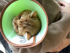 -乐派堂宠物医院·猫友好· 心脏科(东街店)