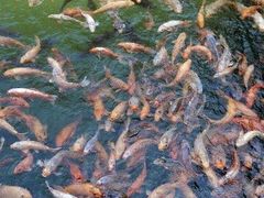 -千岛湖龙川湾