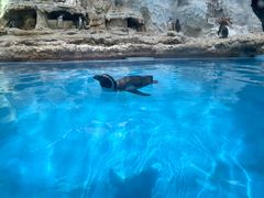 -帝企鹅自助餐厅•儿童岛•真企鹅(长隆企鹅酒店)