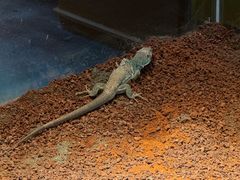 -帕帕拉兹宠物(亚洲旗舰店)