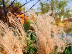 -昆山城市生态森林公园