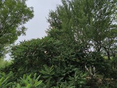 -南翠屏公园