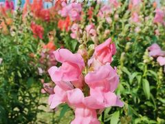 -海心沙亚运公园