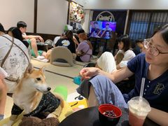 -逗柴咖啡屋·狗咖猫咖宠物桌游