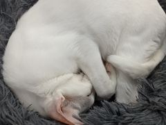 -喵的天空名猫咖啡馆·撸猫·猫舍·用品