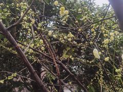 -无锡梅园公园