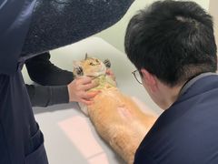-格蕾宠物医院24H·猫科·肿瘤科·骨科中心(福州总院)