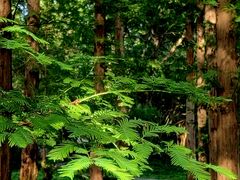 -国家植物园南园