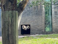 -都江堰中华大熊猫苑