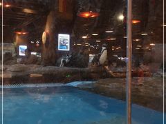 -帝企鹅自助餐厅•儿童岛•真企鹅(长隆企鹅酒店)