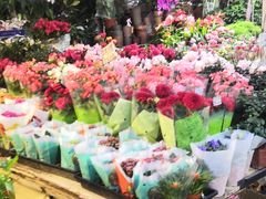 -曲阳花鸟市场(曲阳路店)