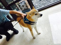 -上海崇明金茂凯悦酒店