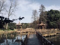 -上海滨江森林公园