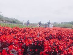 -丹樱生态园