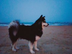 -日照灯塔风景区