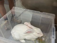 -立德异宠动物医院.兔鸟爬.内窥镜(天河店)