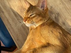 -猫小院猫主题咖啡厅(北锣店)
