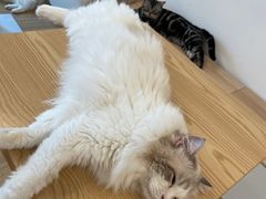 -有喵·猫咖·狗咖·30几只猫10只小狗(岗厦店)