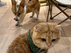 -天井·丑面包搭咖啡