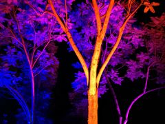 -成都蒲江花样年福朋喜来登度假酒店·宜客乐西餐厅