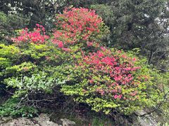 -南岳衡山风景名胜区