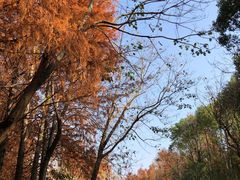 -上海海湾国家森林公园