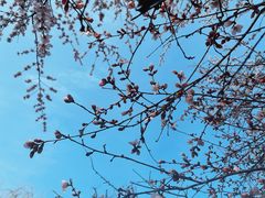 -桃花堤公园