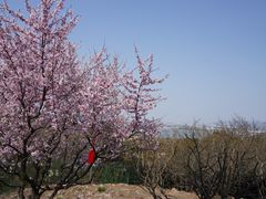-香雪海