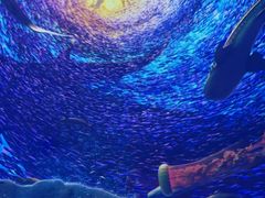 -海合安青岛极地海洋公园