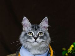 -lincat·猫舍(广州店)