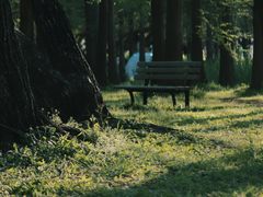 -上海共青森林公园