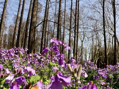 -上海共青森林公园