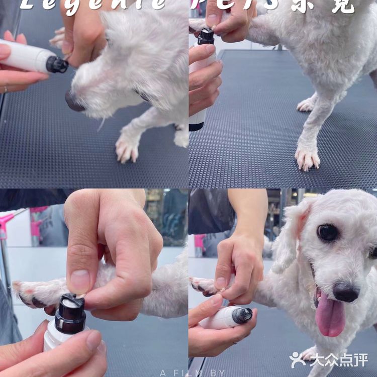 快来带走你的小可爱‼️宠物店中的爱马仕