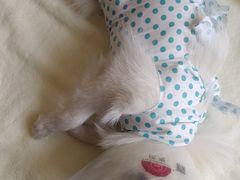 -宠爱国际动物医院· 猫科· 外科·中兽医(长白店)