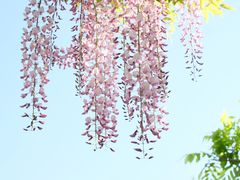 -嘉定紫藤园