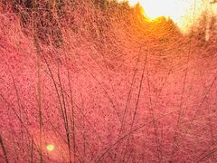 -昆山城市生态森林公园