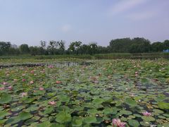 -鉴湖国家城市湿地公园