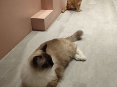 -猫儿山۰猫主题餐厅