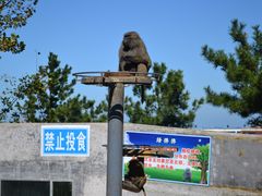 -西霞口神雕山野生动物世界