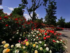 -大兴滨河森林公园