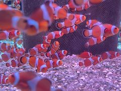 -海合安成都极地海洋公园