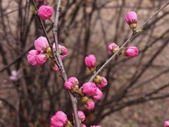-桃花堤公园
