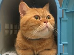 -凯特喵百思猫专科医院