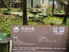 -都江堰中华大熊猫苑