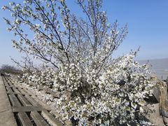 -上海滨江森林公园