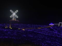 -大塘金香草谷