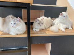 -瞄一喵猫咖(格力海岸店)