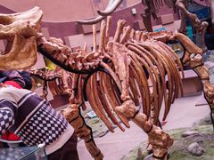 -陕西自然博物馆